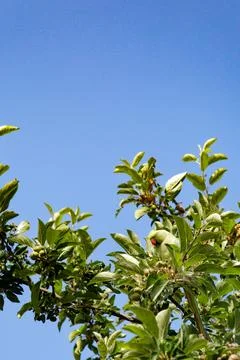 Green parrot perched in leafy tree branches under clear blue summer sky Photos