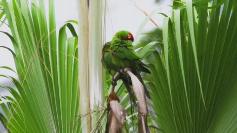 Green parrot perched on a palm tree branch amidst tropical greenery Video stock 310330766