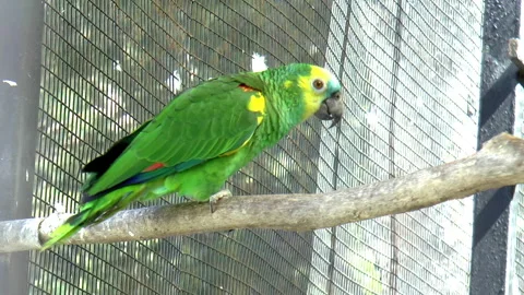 Green Parrot Perched on a Twig in an Aviary Stock Footage 238533665