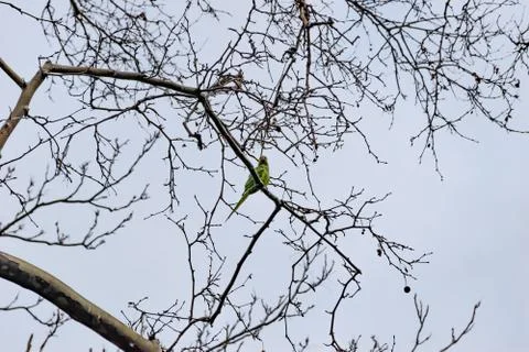 A green parrot perching on a leafless tree branch in a park in winter (Marsei Stock Photos