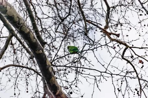 A green parrot perching on a leafless tree branch in a park in winter (Marsei Stock Photos