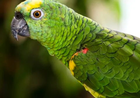 Green Parrot Foto stock