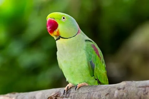Green parrot Stock Photos