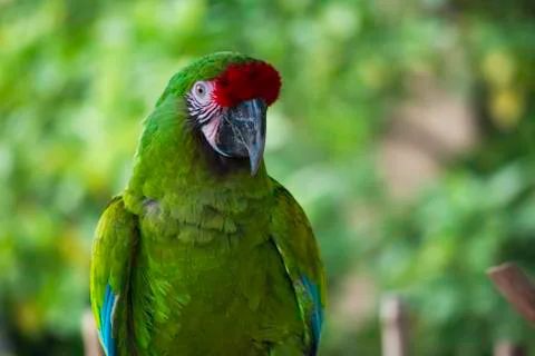 Green Parrot Stock-Fotos
