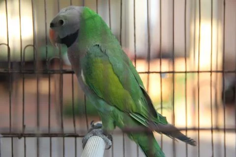 Green parrot Stock Photos
