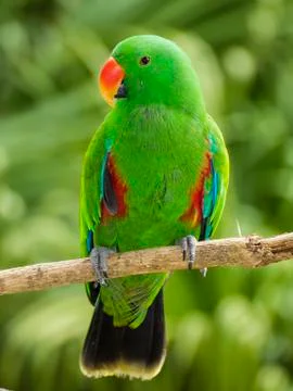 Green Parrot Foto stock
