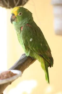Green Parrot Stock Photos
