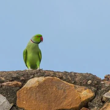 Green parrot 写真素材