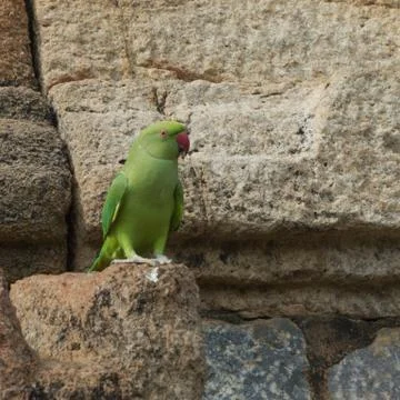 Green parrot Foto stock