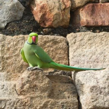 Green parrot Stock Photos