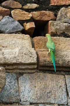 Green parrot Stock Photos