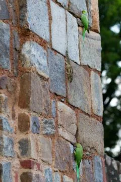 Green parrot 写真素材