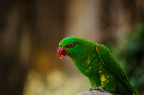 Green Parrot Stock Photos