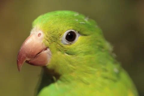 Green Parrot Stock Photos
