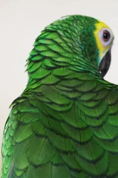Green parrot Fotos de archivo