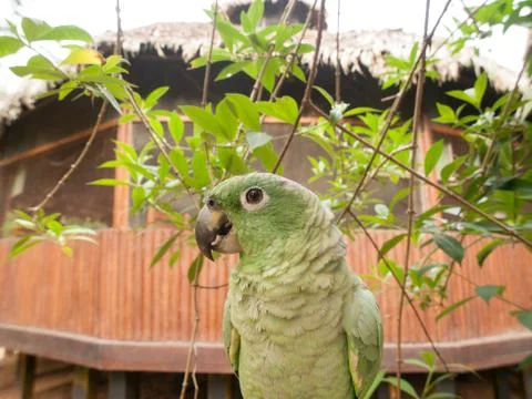 Green Parrot Stock Photos
