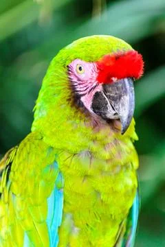 Green parrot Stock Photos