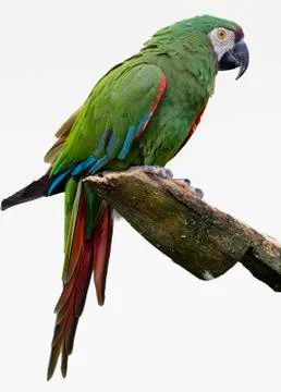 Green parrot Stock Photos