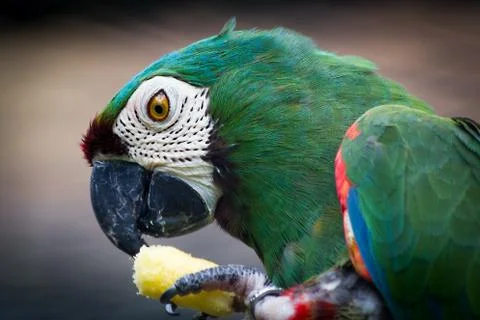 Green Parrot Stock Photos