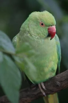 Green Parrot Stock Photos