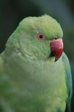 Green Parrot Stock-Fotos