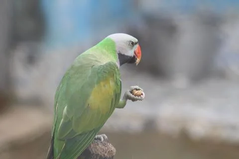 Green Parrot Stock Photos