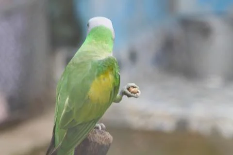 Green Parrot Stock Photos