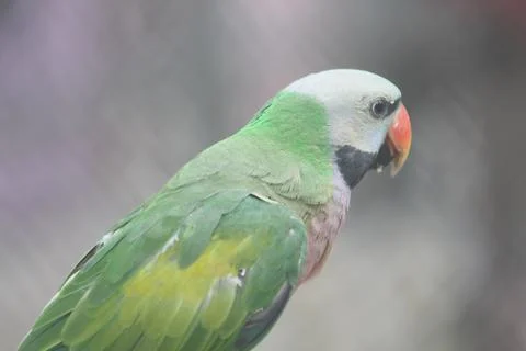 Green Parrot Stock Photos