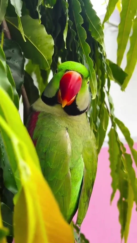 Green Parrot Playing in Nature 스톡 동영상 343493243