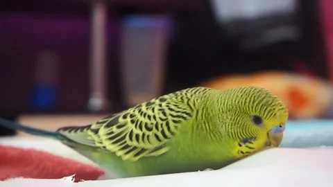 Green parrot playing with paper fox Stock Footage 209184092