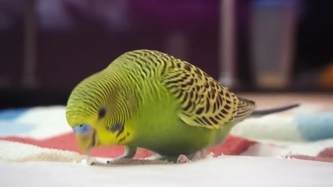 Green parrot playing with paper fox Stock Footage 209184099
