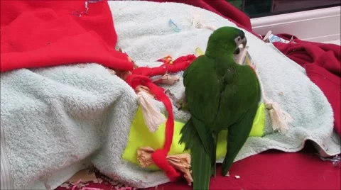Green parrot playing with toys Stock Footage 67547524