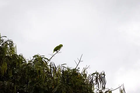 Green Parrot Posing on Top of a Tree Foto stock