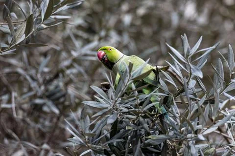 A green parrot preached on the tree during the day. Stock Photos