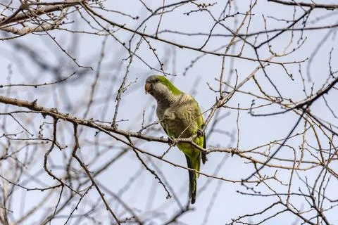 A green parrot preached on the tree during the day. Stock Photos