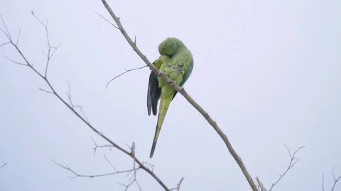 Green parrot preening feathers perched on branch, Isolated White Background Video stock 109979749