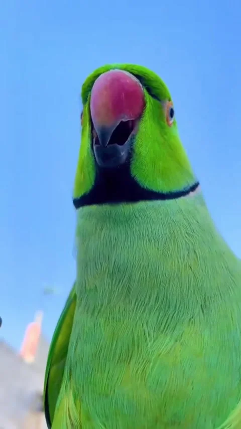 Green parrot with red beak against blue sky Stock-Footage 341870075
