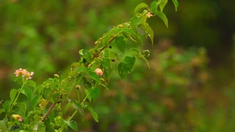 A Green parrot with red beak, black eyes with red circle around them, Side view Video stock 310743863
