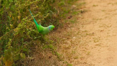 A Green parrot with red beak, black eyes with red circle around them, Side view Stock Footage 310743936