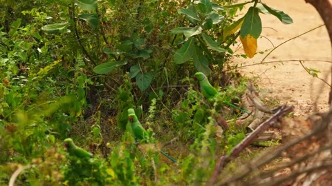 A Green parrot with red beak, black eyes with red circle around them, Side view Stock Footage 310743972