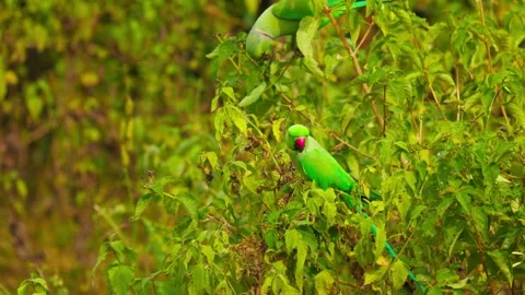 A Green parrot with red beak, black eyes with red circle around them, Side view Stock Footage 310744028