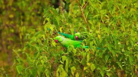 A Green parrot with red beak, black eyes with red circle around them, Side view Stock Footage 310744038