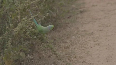 A Green parrot with red beak, black eyes with red circle around them, Side view Stock Footage 311013210