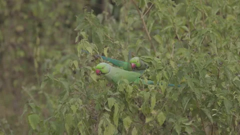 A Green parrot with red beak, black eyes with red circle around them, Side view Stock Footage 311013980