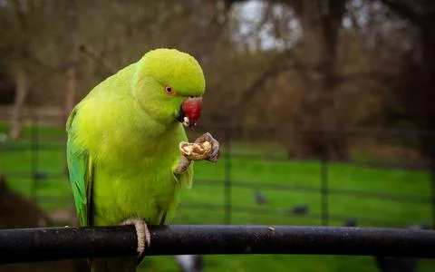 Green parrot with red beak while eating Stock Photos