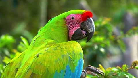 Green Parrot with Red Head and Pink Face Perched on a Branch Video stock 341214311