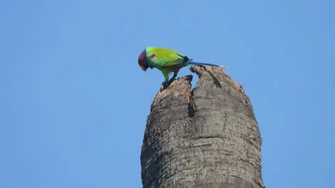Green parrot relaxing on tree . Video stock 312773234
