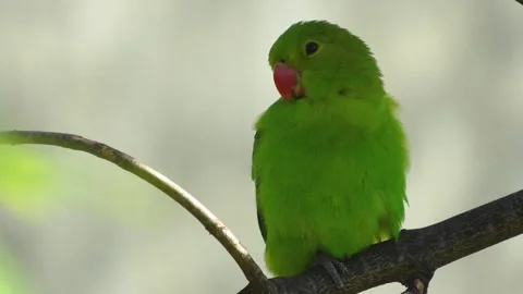 A green parrot resting Stock Footage 273653053