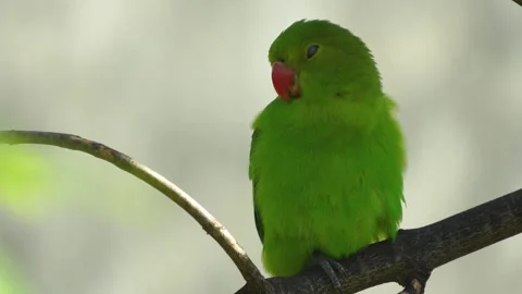 A green parrot resting Stock Footage 275537386