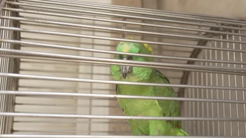 Green parrot resting inside cage with soft indoor light Stock Footage 324417684